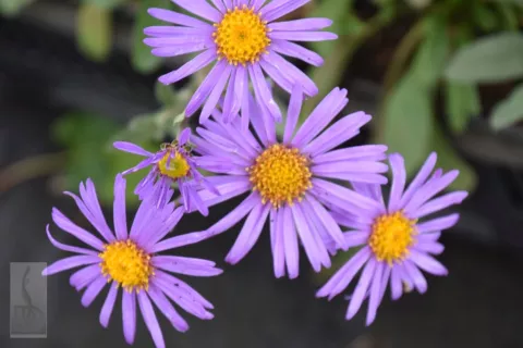 Aster amellus 'Rudolf Goethe'