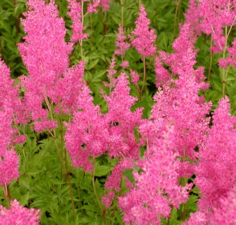 Astilbe (J) 'Rheinland'