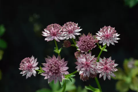 Astrantia major 'Roma'