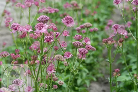 Astrantia major 'Rosea'
