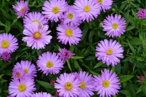 Aster (D) 'Rosenwichtel'