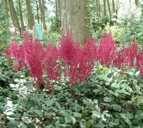Astilbe (J) 'Red Sentinel'