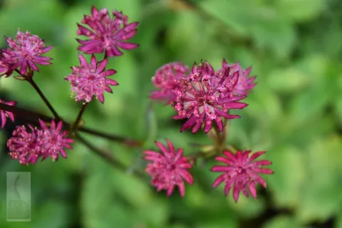 Astrantia major 'Ruby Star'