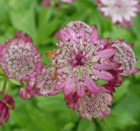 Astrantia major 'Rubra'