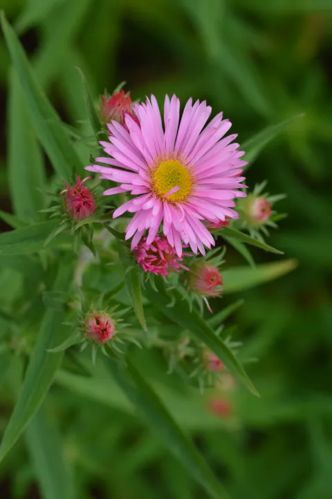 Aster novae-a. 'Rudelsburg'