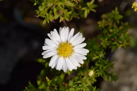 Aster (D) 'Schneekissen'
