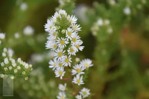 Aster eric. 'Schneetanne'