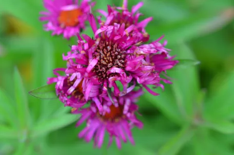 Aster novae-a. 'Septemberrubin'