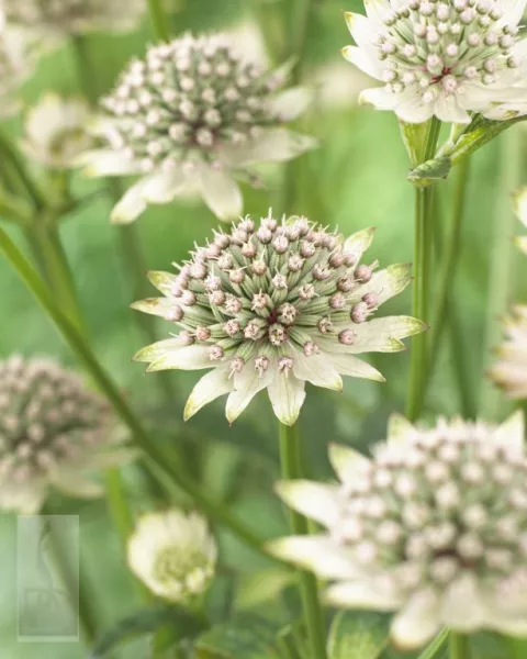 Astrantia major 'Star of Billion'