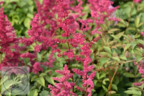 Astilbe (A) 'Spinell'