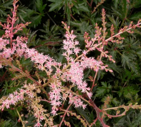 Astilbe (S) 'Sprite'