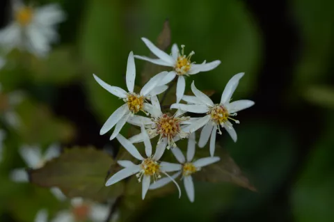 Aster cord. 'Silver Spray'