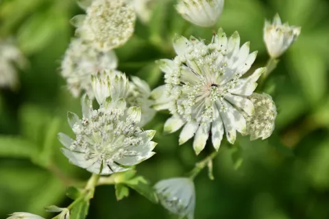 Astrantia major 'Super Star' (='White Giant')