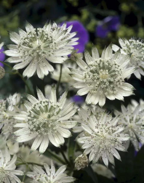 Astrantia major 'Snow Star'