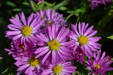 Aster (D) 'Starlight'