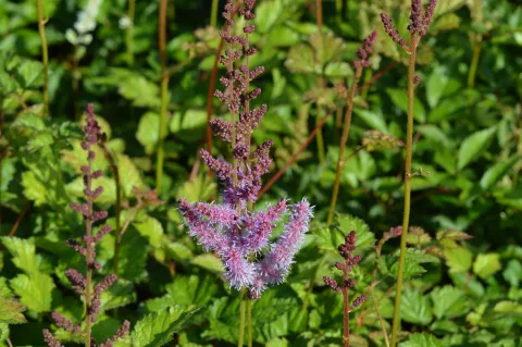 Astilbe chin. 'Superba'