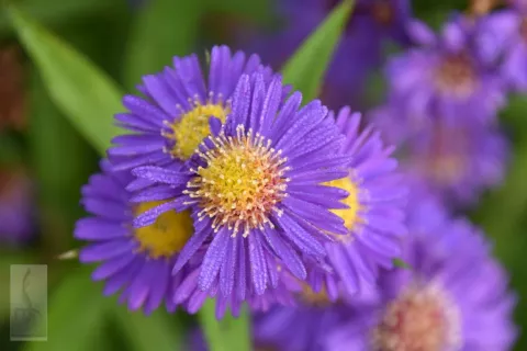 Aster n.-b. 'Schoene von Dietlikon'