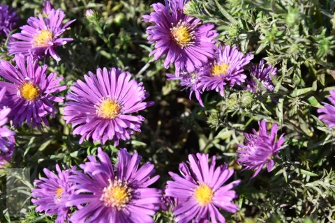 Aster (D) 'Tonga'