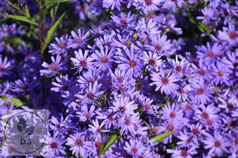 Aster hybr. 'Treffpunkt'