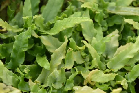 Asplenium scol. 'Undulatum'