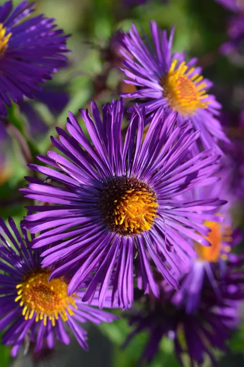 Aster novae-a. 'Violetta'