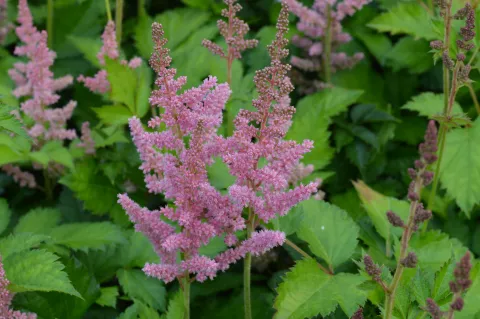 Astilbe hybr. 'Vision in Pink'