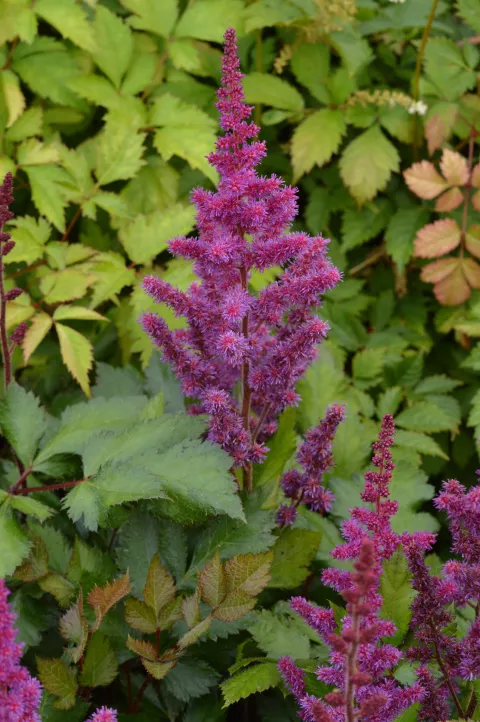Astilbe hybr. 'Vision in Red'