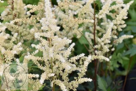 Astilbe hybr. 'Vision In White'