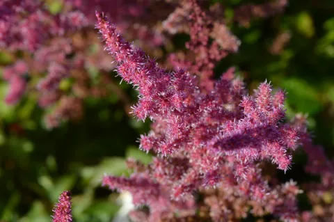 Astilbe chin. 'Veronika klose'