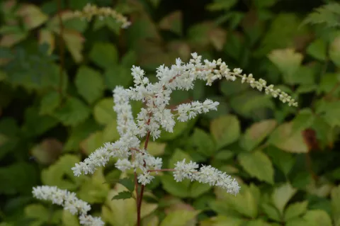 Astilbe (T) 'Prof. van der Wielen'