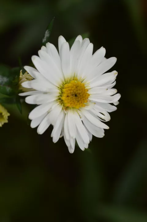 Aster n.-b. 'White Ladies'