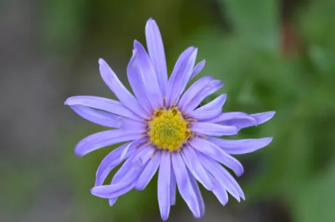 Aster frik. 'Wunder von Staefa'