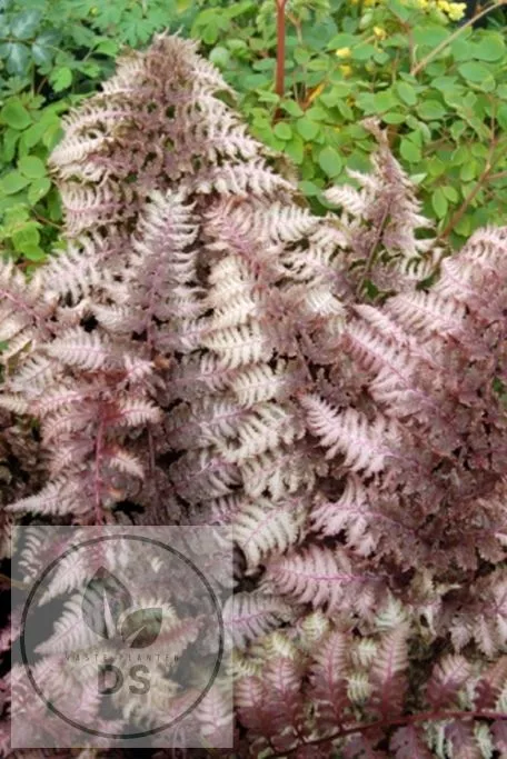 Athyrium niponicum 'Burgundy Lace'