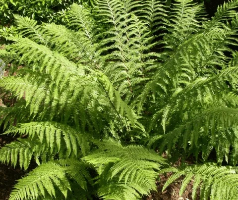 Athyrium filix-femina (wijfjesvaren)