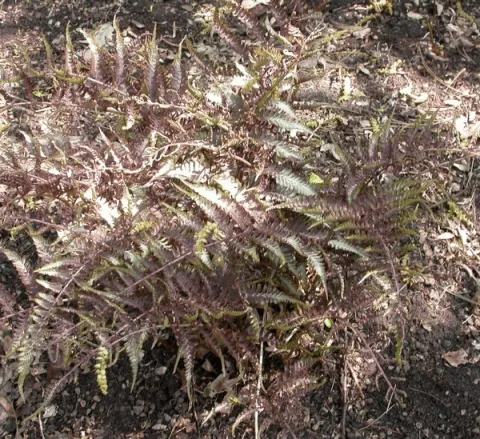 Athyrium niponicum var. pictum (Metallicum)