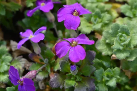 Aubrieta 'Cascade Purple'