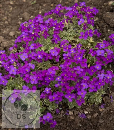 Aubrieta 'Dr Mules Variegated'