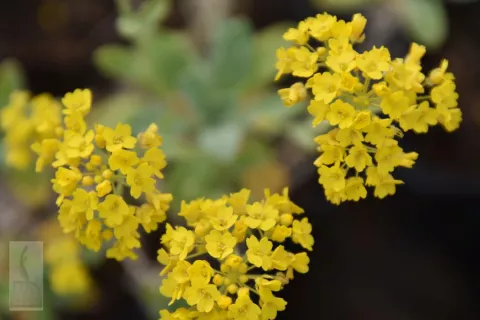 Aurinia saxatilis 'Goldkugel'