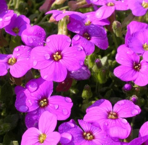 Aubrieta 'Hamburger Stadtpark'