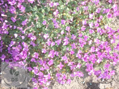 Aubrieta 'Rosenteppich'