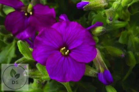 Aubrieta 'Regado Red'