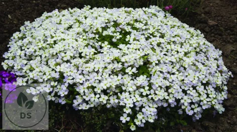 Aubrieta 'Regado White