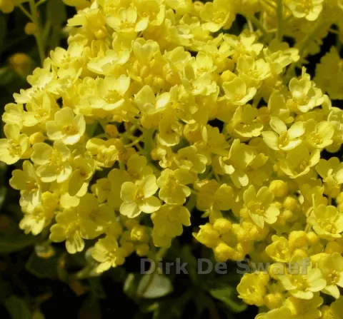 Aurinia saxatilis 'Sulphurea'