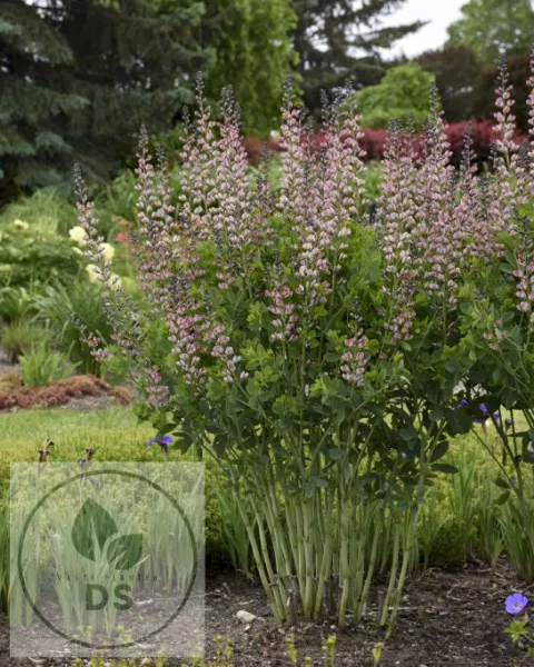 Baptisia hybr. 'Pink Truffles'