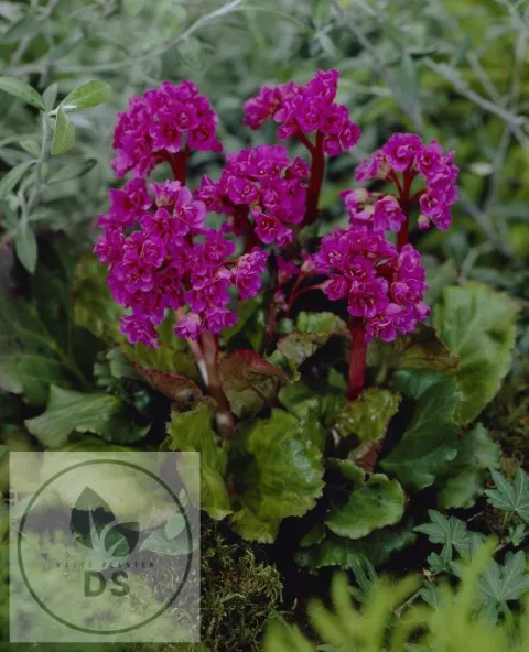 Bergenia 'Abendglut'