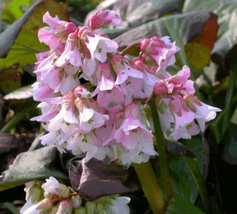 Bergenia 'Baby Doll'