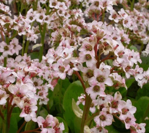 Bergenia 'Bressingham White'