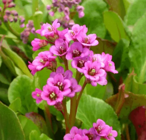 Bergenia cordifolia