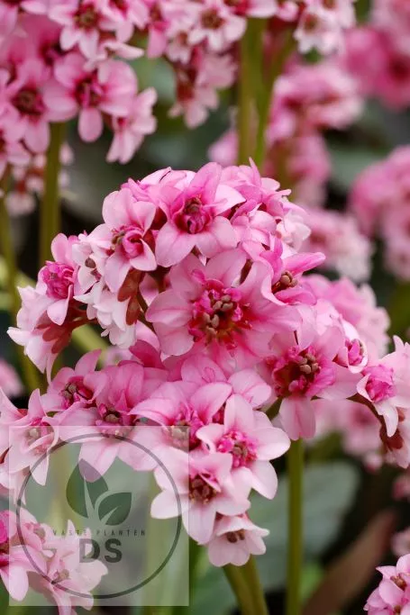 Bergenia 'Dragonfly Sakura'