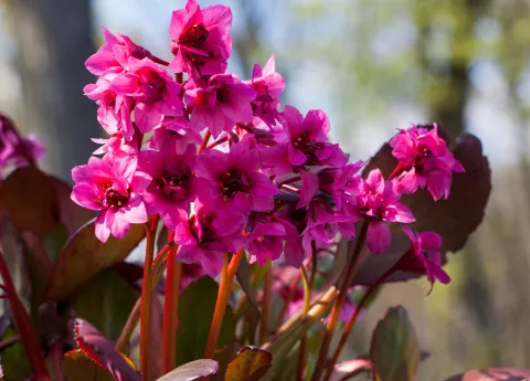 Bergenia 'Flirt'